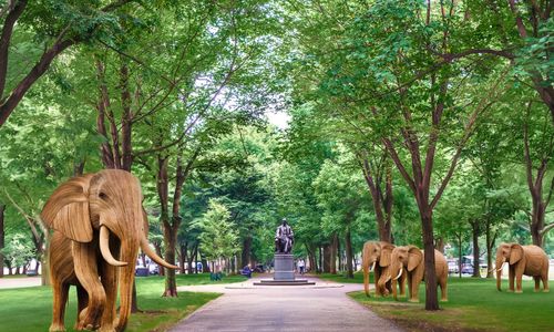 Thumbnail for 100 Elephant Sculptures on Boston’s Commonwealth Avenue Mall: ‘The Great Elephant Migration’