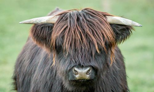 Thumbnail for Black Rock Farm - Highland Cows