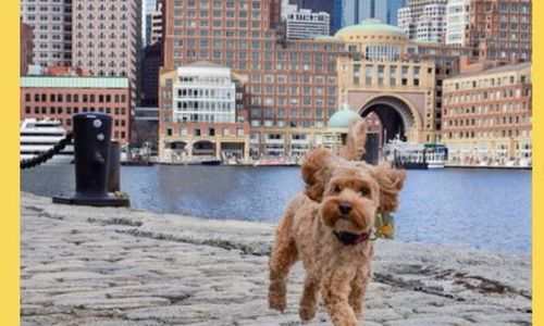 Thumbnail for Boston Seaport Packwalk