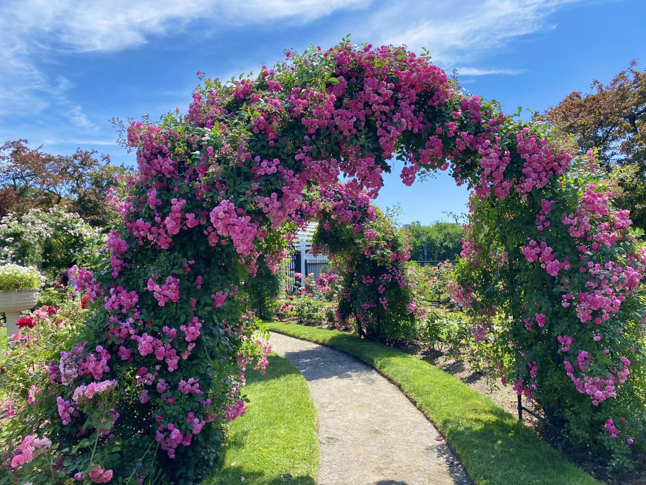 Hafer Park’s Rose Garden