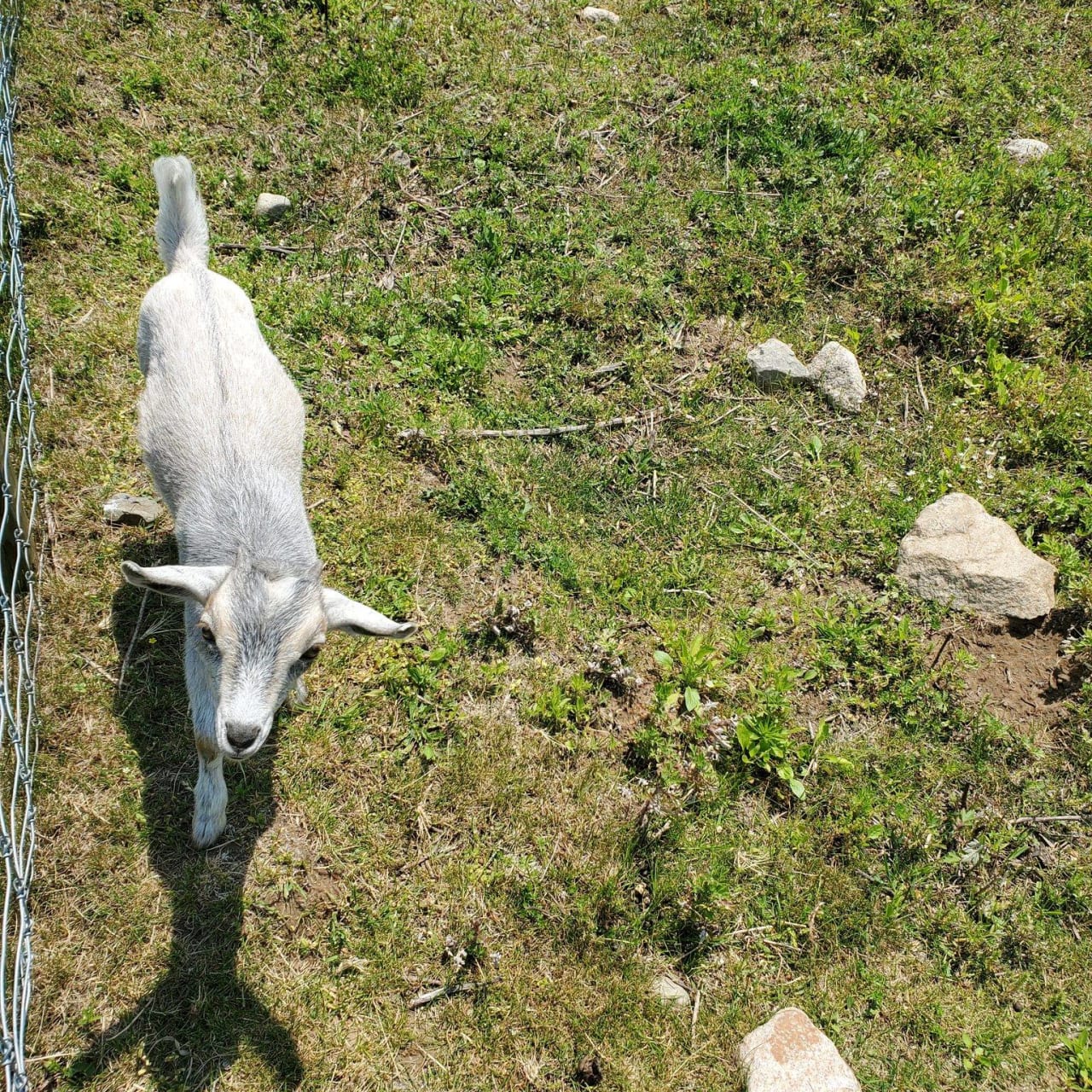 Goats with Wings at Powisset Farm [09/17/23]