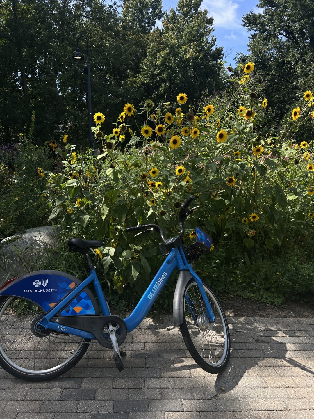 Blue Cross Blue Shield of Massachusetts Sponsors Free Bluebikes Credits Sundays in May in Honor of Women s Health Awareness Month and National Bike Month Joyraft