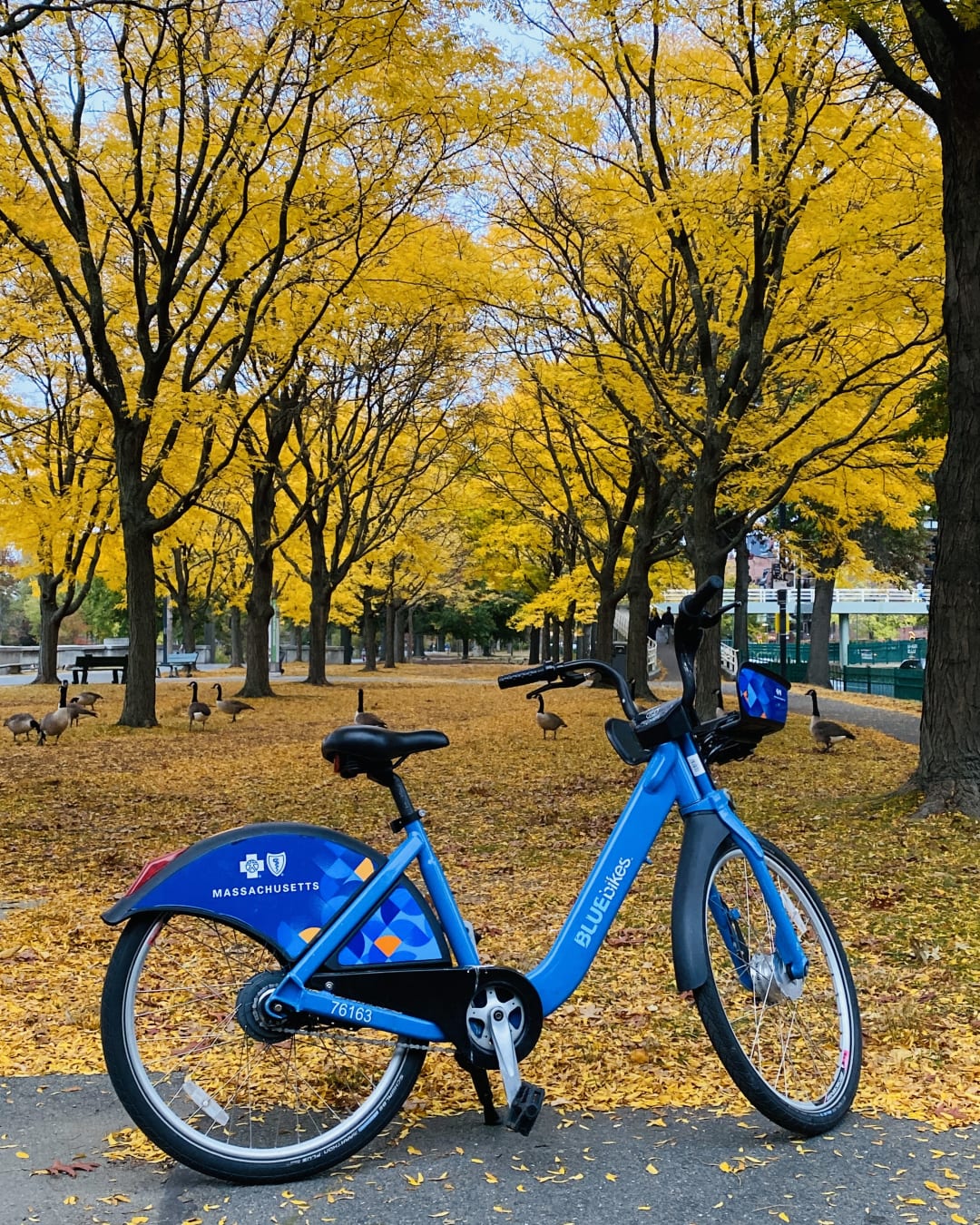 Blue cross blue shield bikes hotsell
