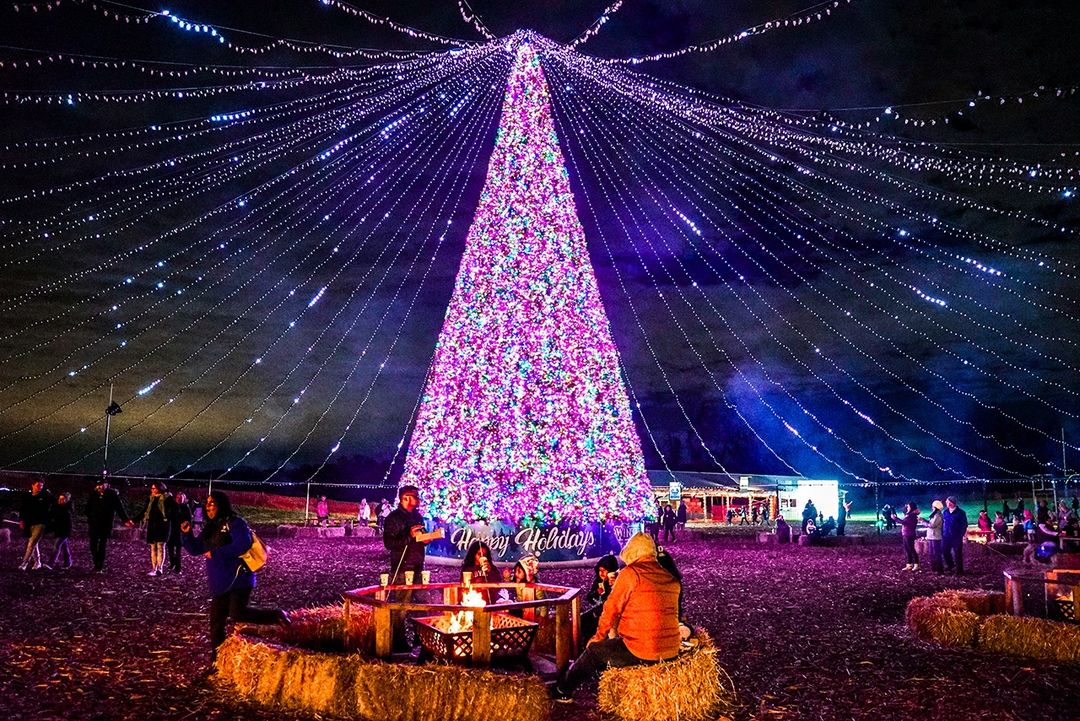 Petit Roulet「 City Lights 」 Winter City Lights - Joyraft