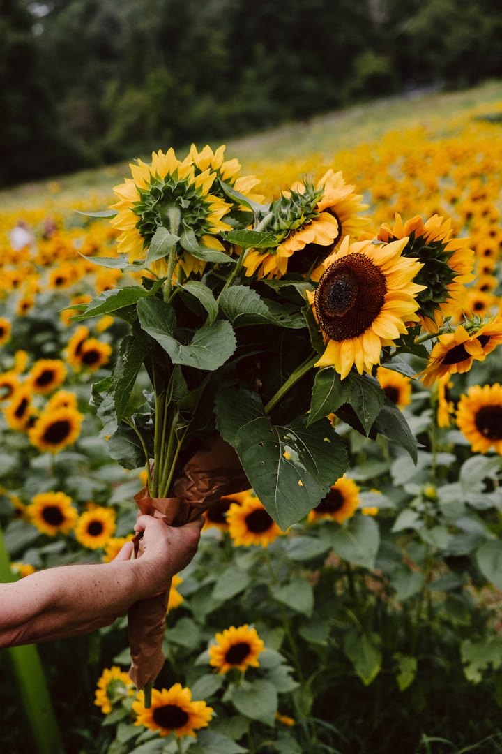 邦楽 Sunflower's Garden - Believe in tomorrow Believe In Tomorrow / Sunflower's Garden | PCCA-70067 - VGMdb