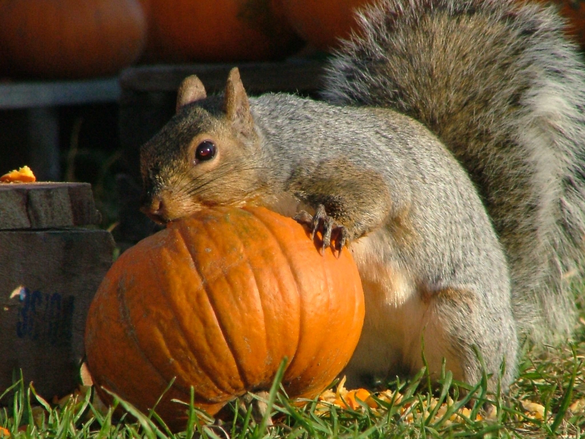 Pumpkins Pumpkins Pumpkins 10 25 25