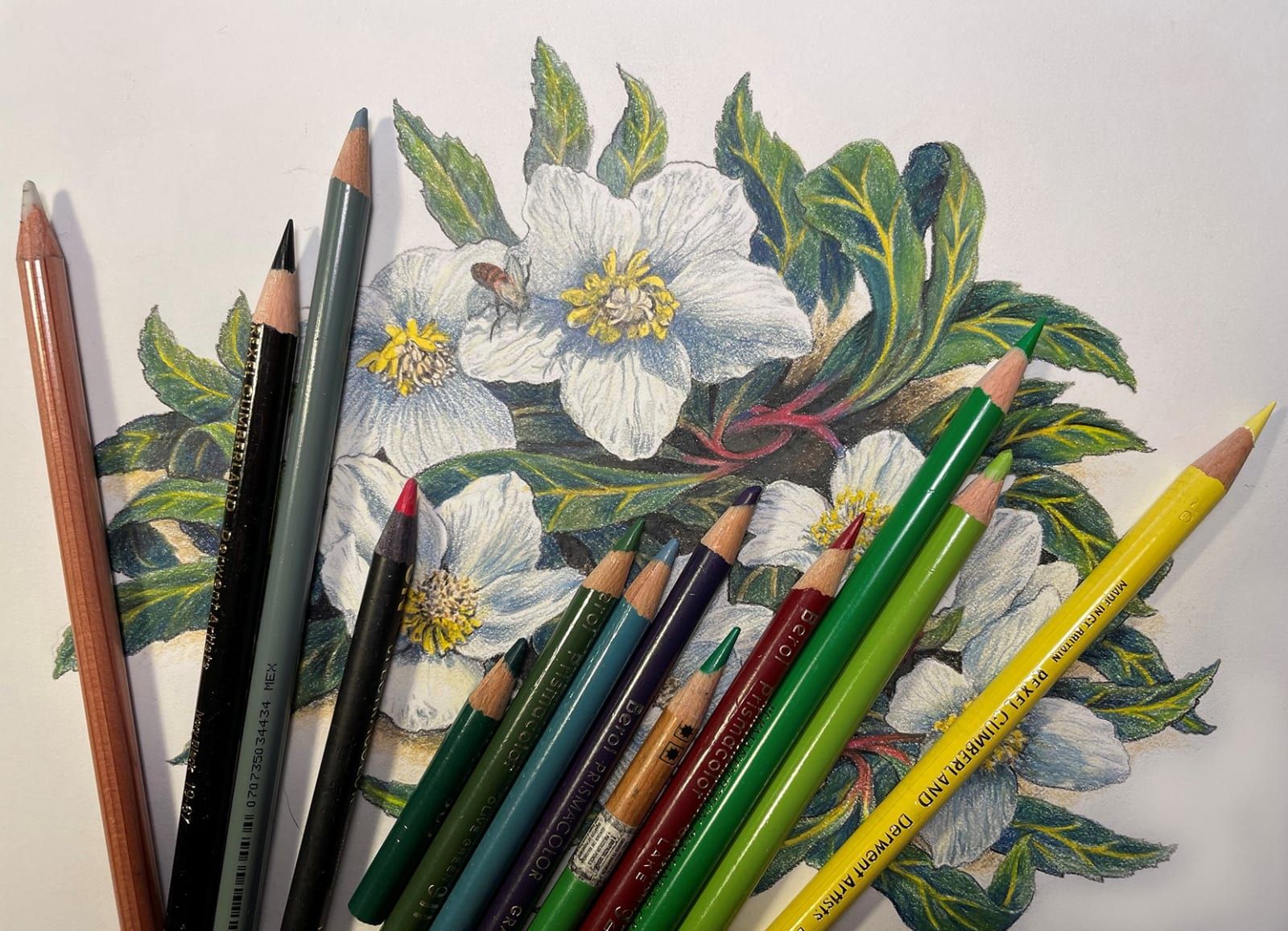 Drawing Basics: Fantastic Flowers in Pen & Ink [01/24/26]