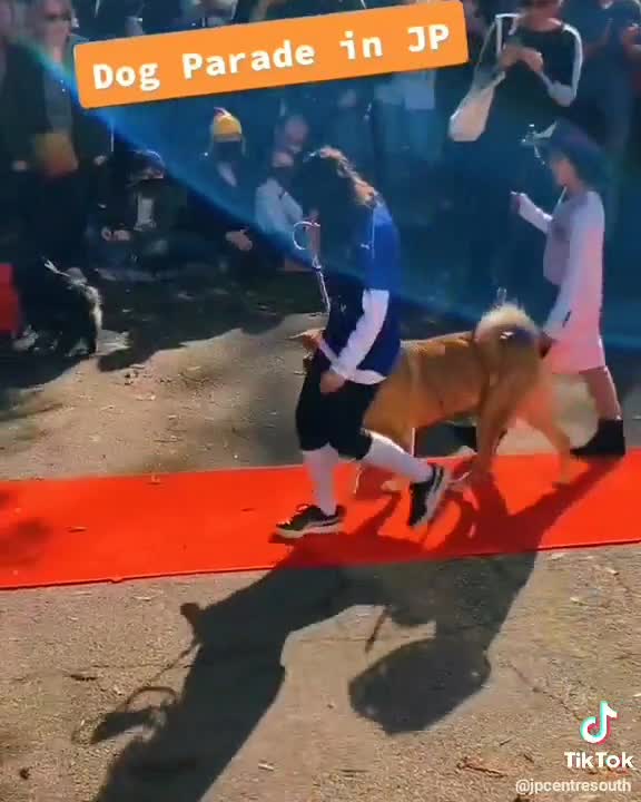 JP Canine Costume Parade thumbnail