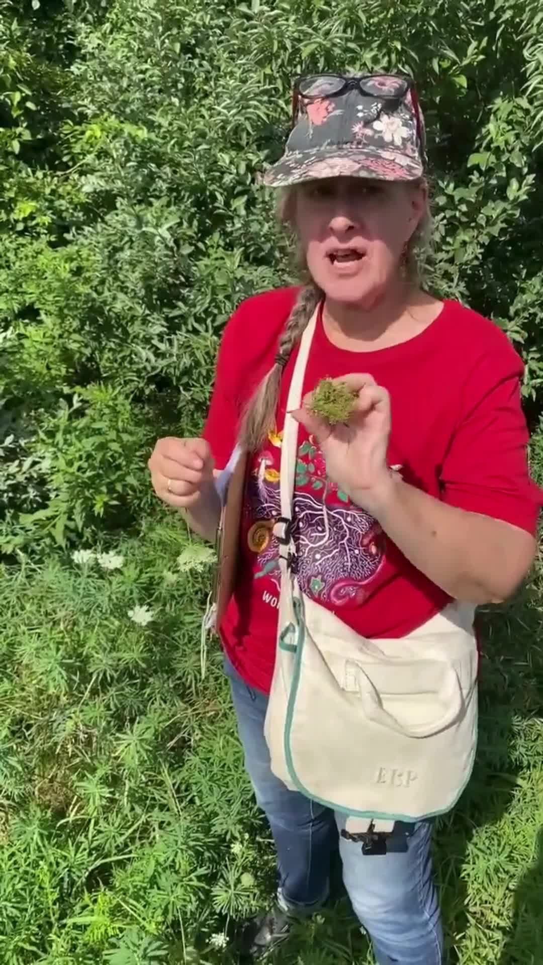 Forage For Medicinal Plants near Boston by Hoamsy thumbnail