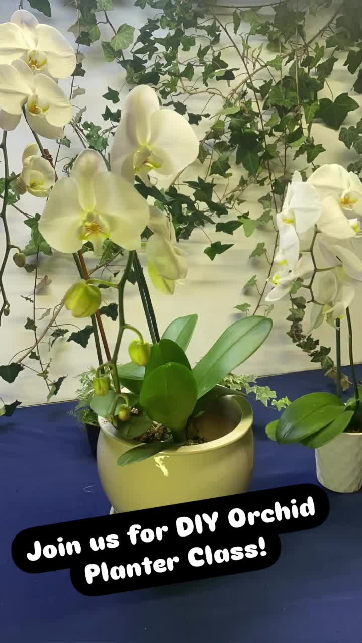 Orchid Planter DIY at Coastal Mass Brewing Co. thumbnail